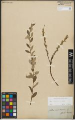 Foto von Salix repens subsp. repens L.